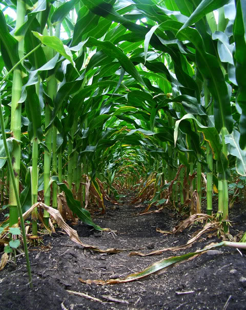 Corn