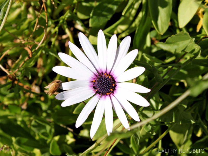 All-Natural Allergy Remedies
